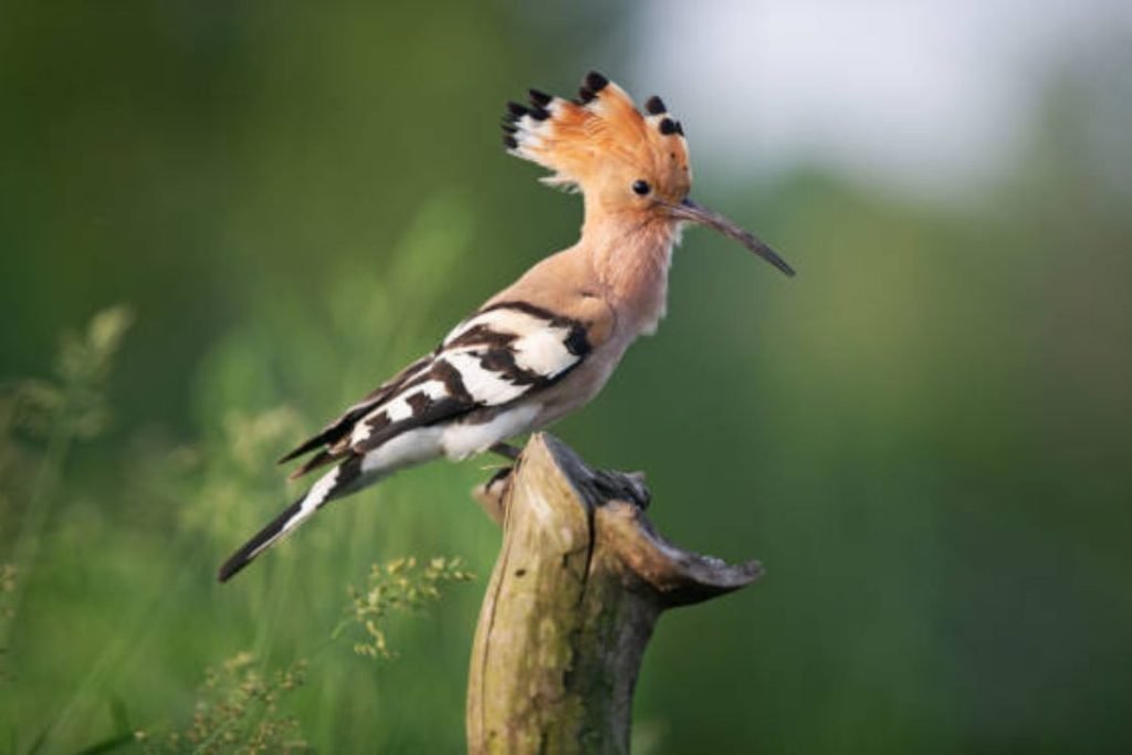Eurasian Hoopoe