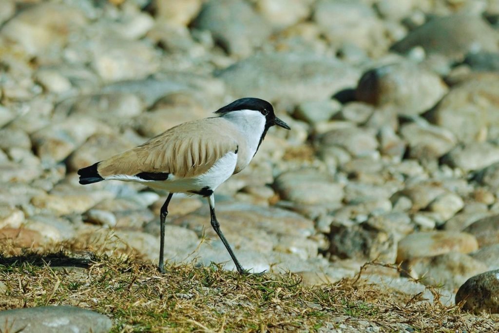 River Lapwing