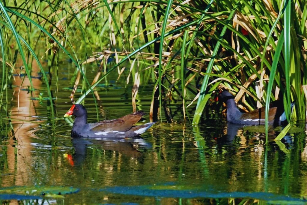 Eurasian Moorhen