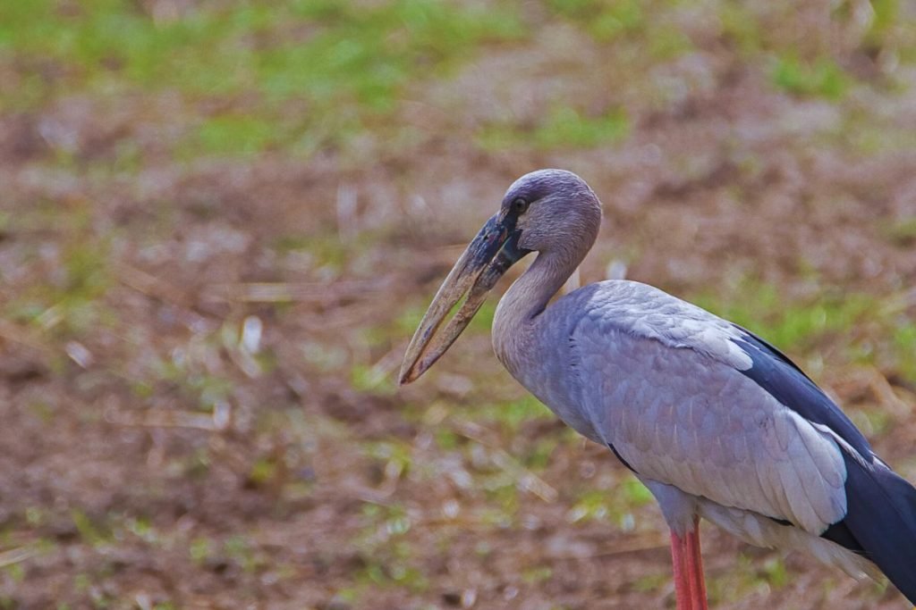 Asian Openbill Storks in Rajaji National Park