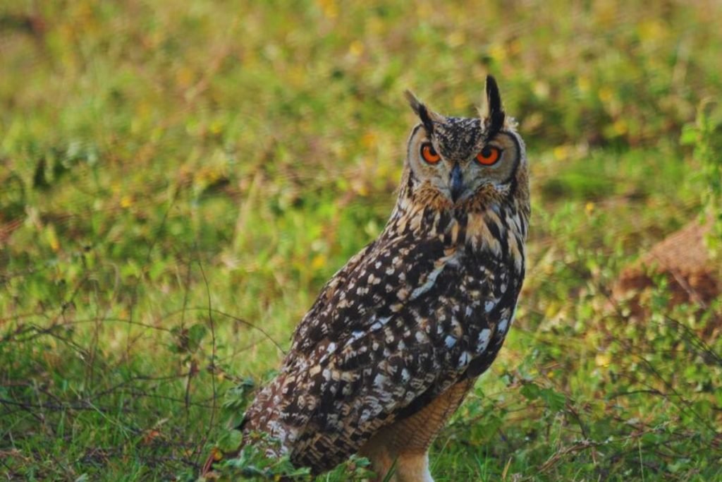 Owls in Rajaji National Park
