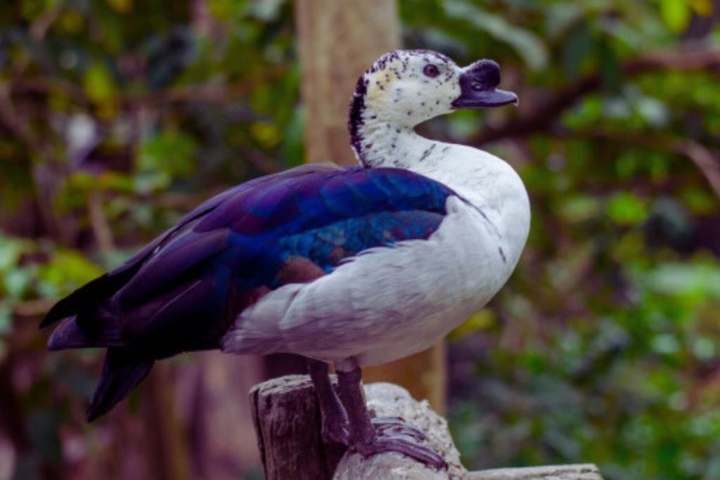 Knob-billed Duck