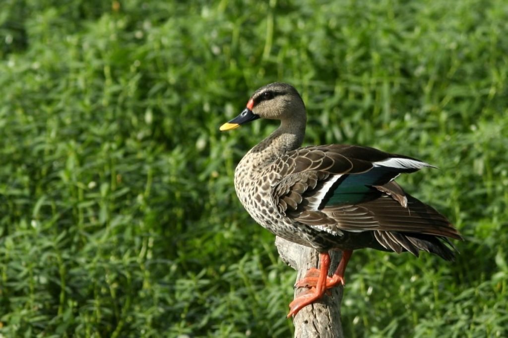 Indian Spot-billed Duck