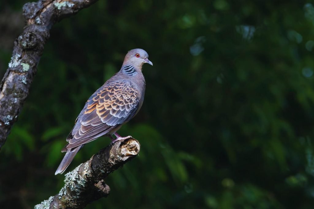 Oriental Turtle Dove in Rajaji