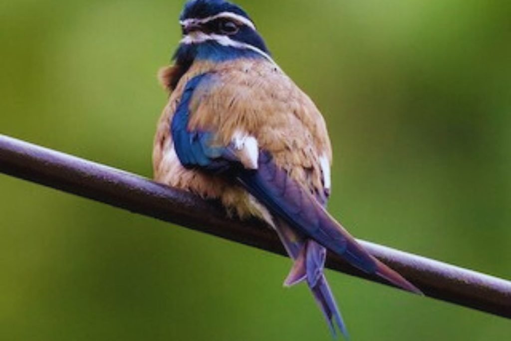 Treeswifts