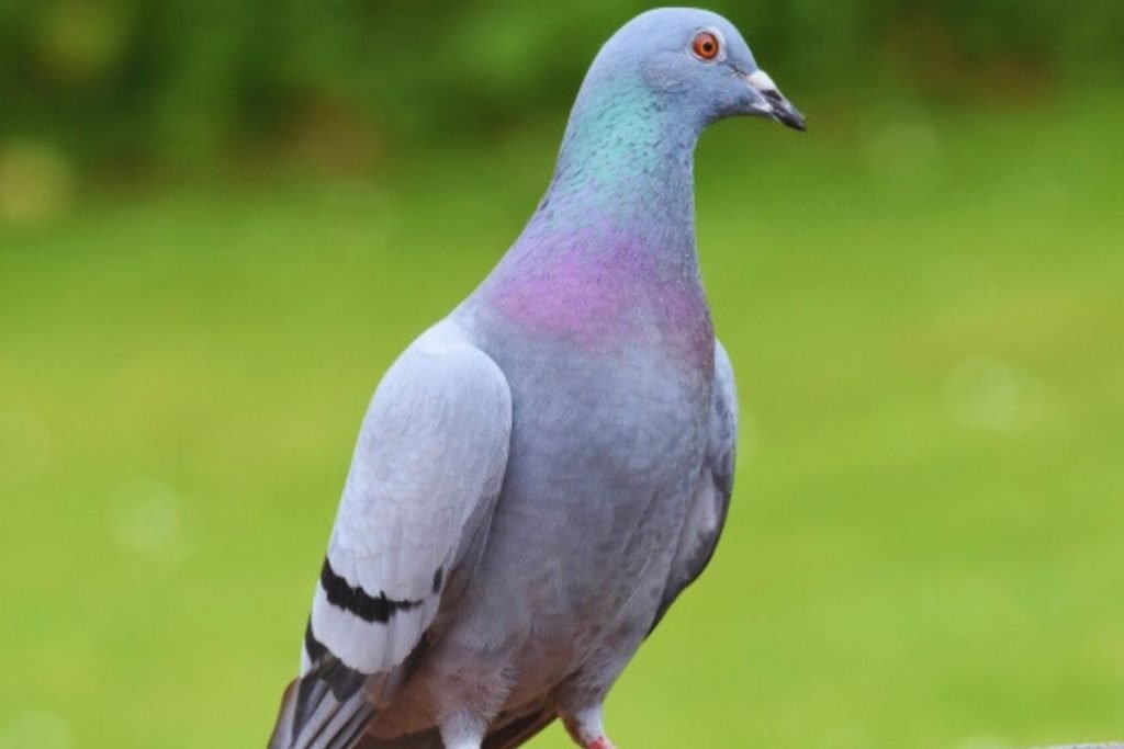 Rock Pigeons in Rajaji National Park