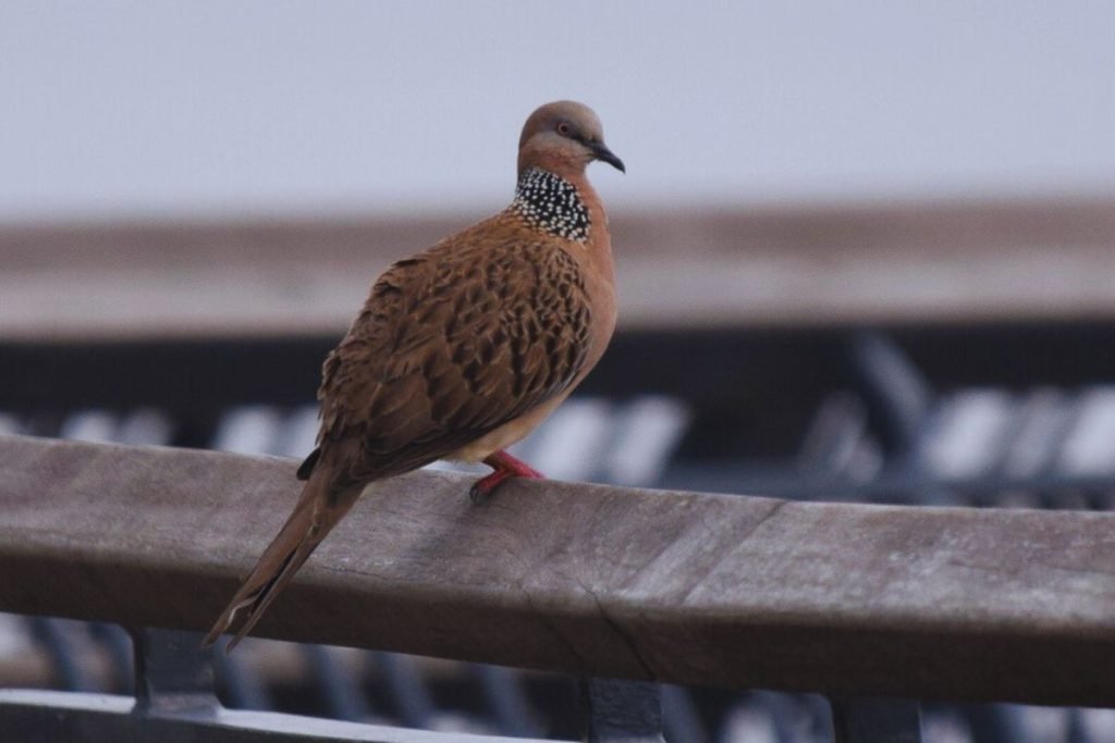 Spotted Dove