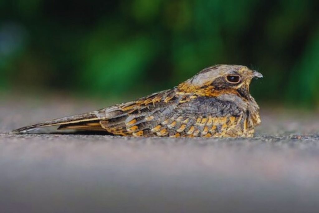 Indian Nightjar in Rajaji National Park