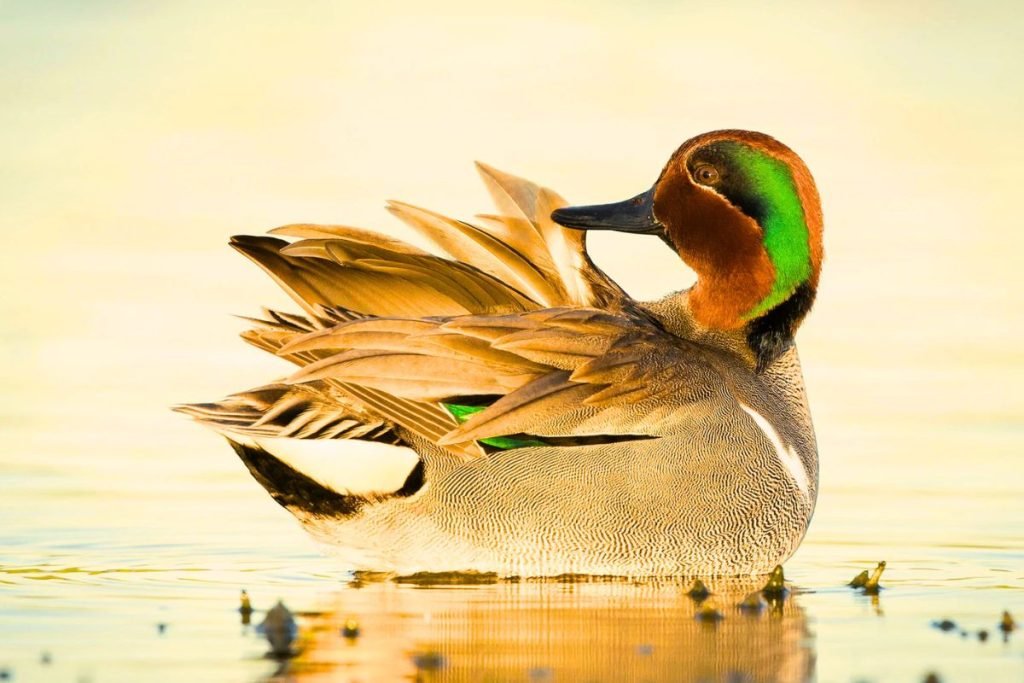 Waterfowl of Rajaji National Park