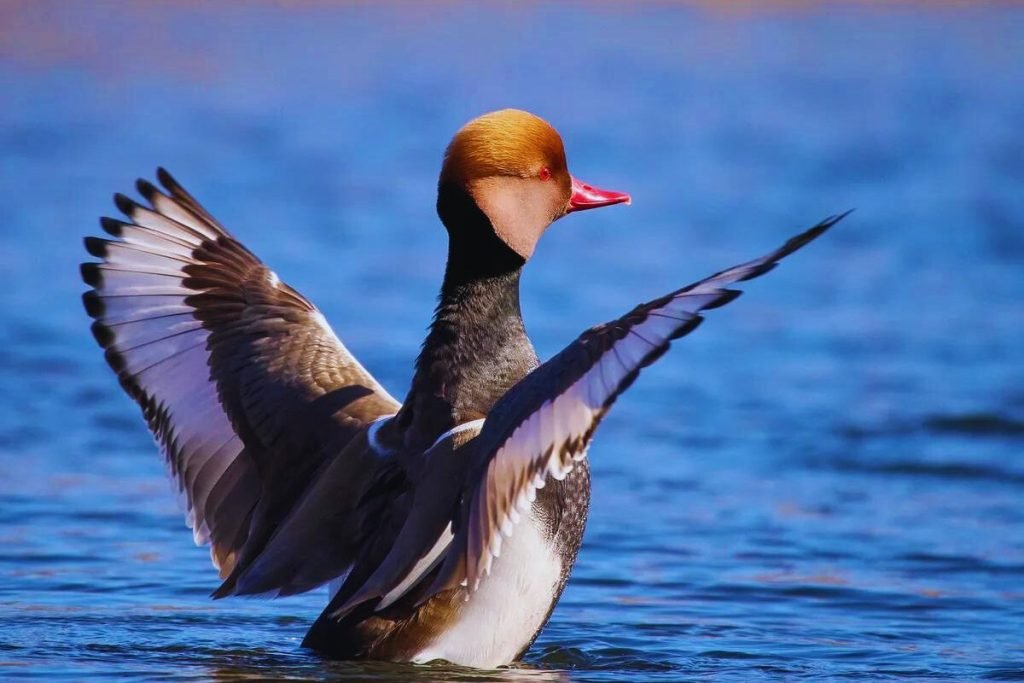 Red-Crested Pochard