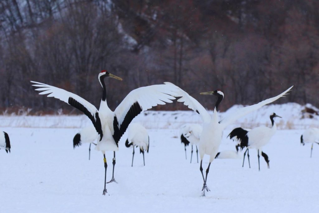 Cranes in Rajaji National Park