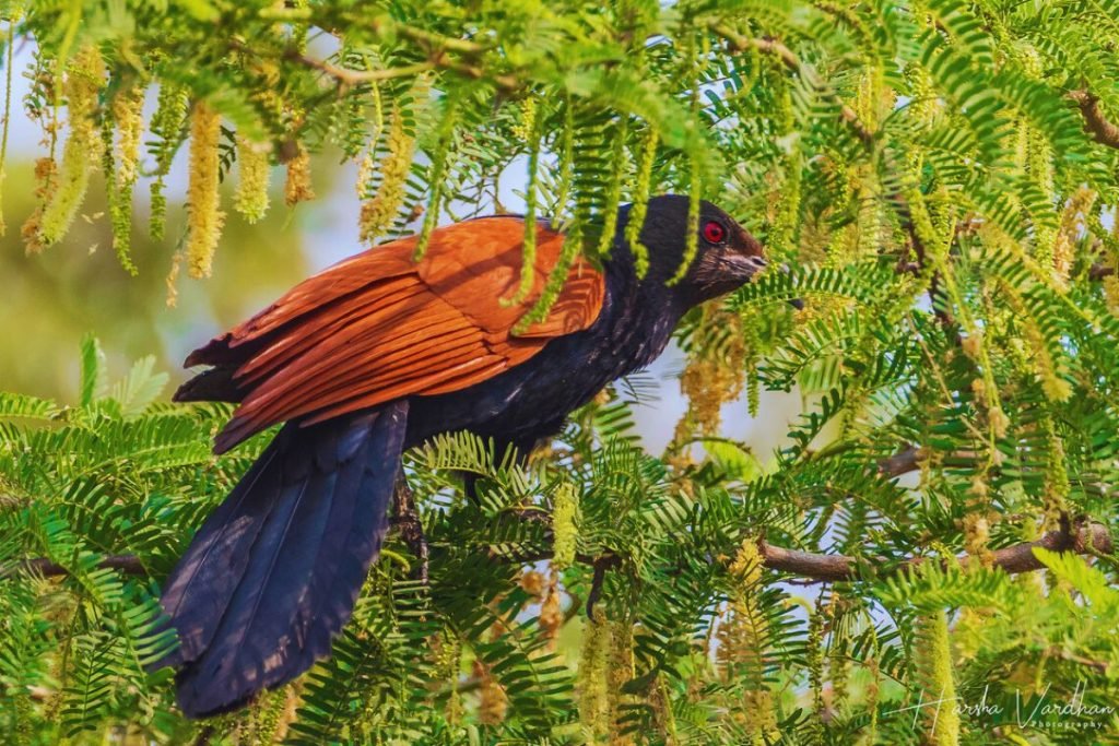 Greater Coucal
