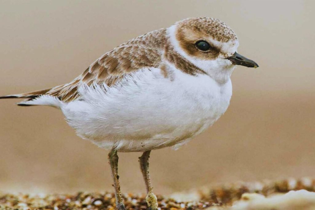 Shorebirds in Rajaji National Park