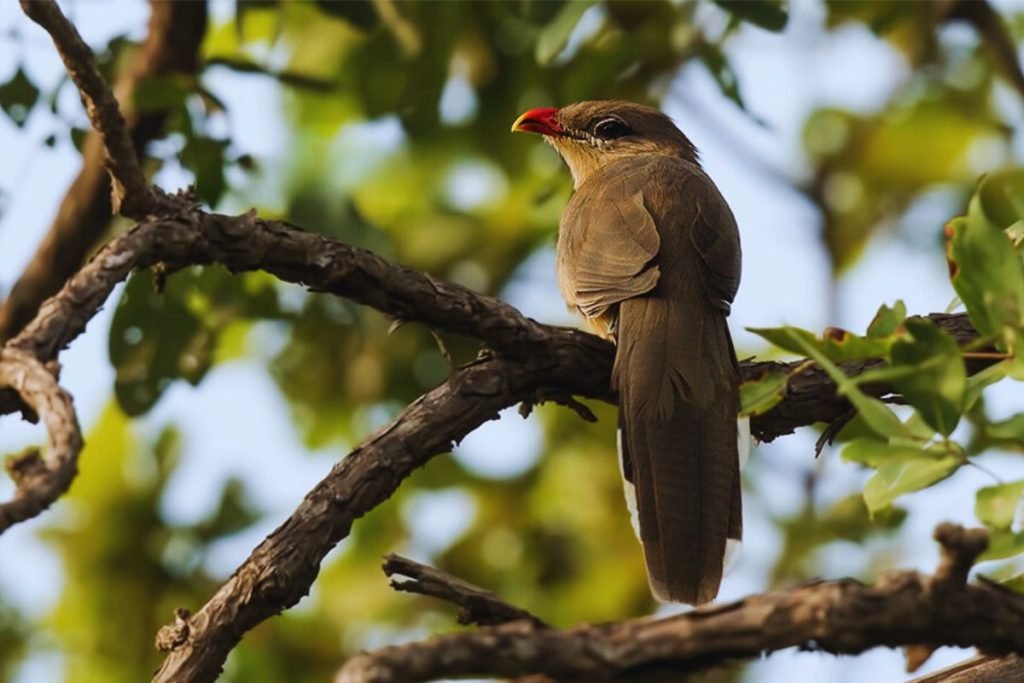Sirkeer Malkoha