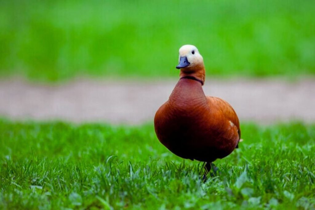 Ruddy Shelduck