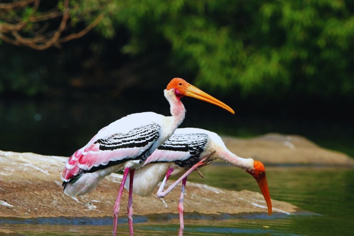 Storks