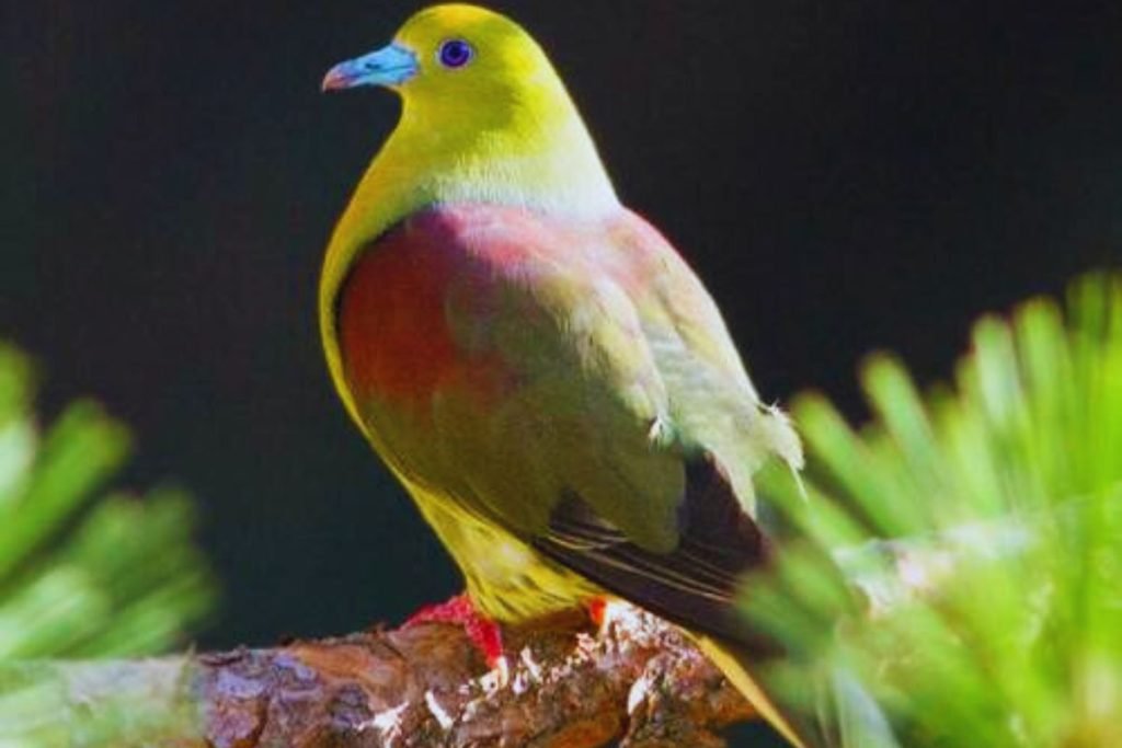 Wedge-tailed Green-Pigeon