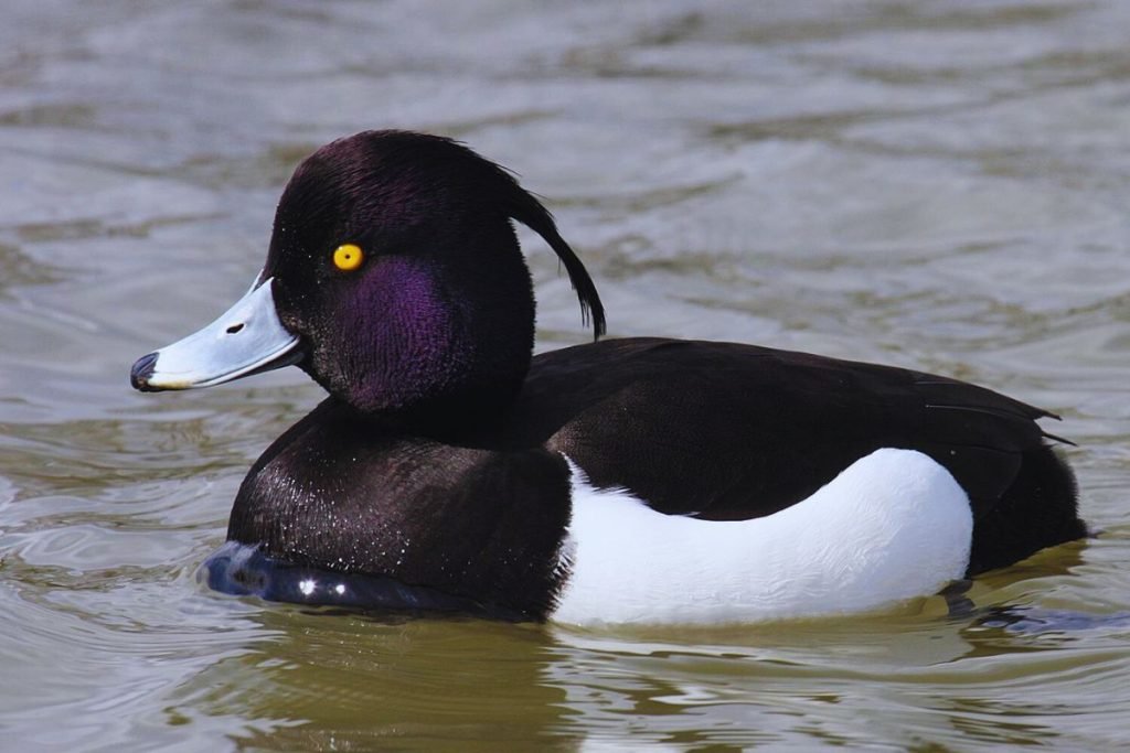 Tufted Duck in Rajaji National Park