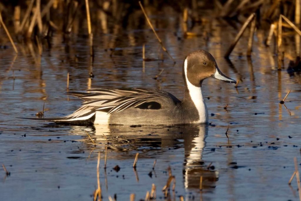 Northern Pintail