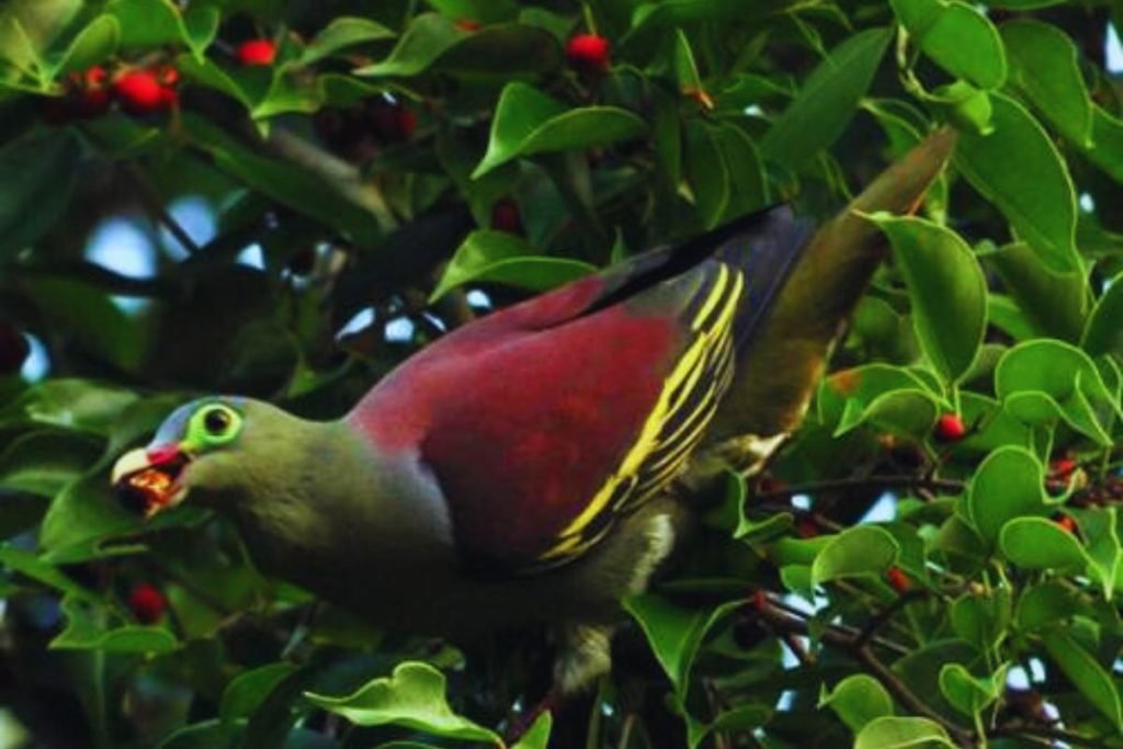 Green Pigeon Species (Treron sp.)