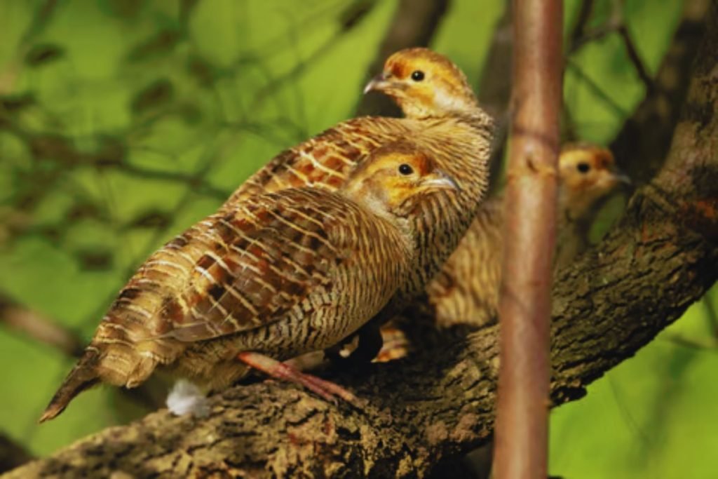 Grey Francolin in Rajaji National Park