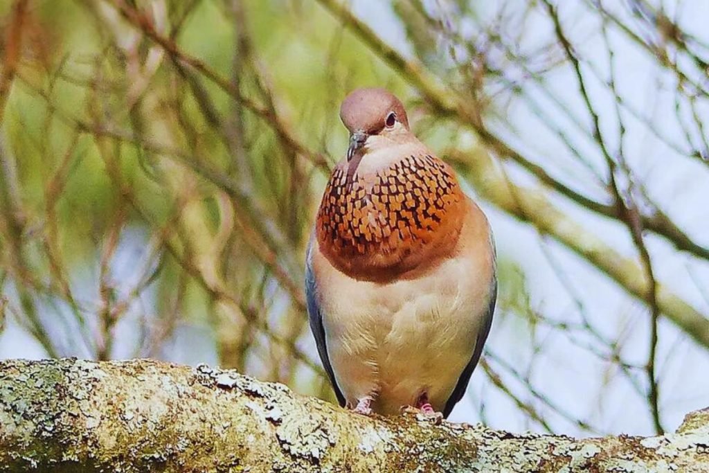Laughing Dove (Spilopelia senegalensis)