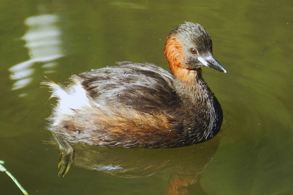 Little Grebe in Rajaji National Park