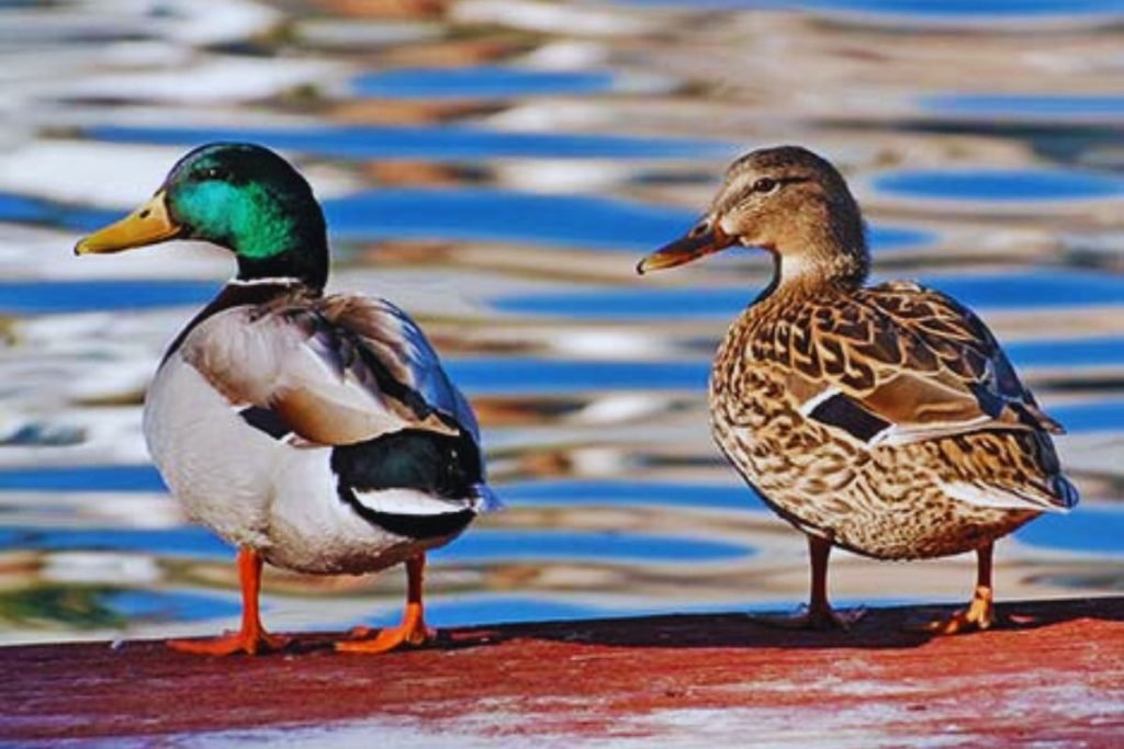 Mallard in Rajaji National Park