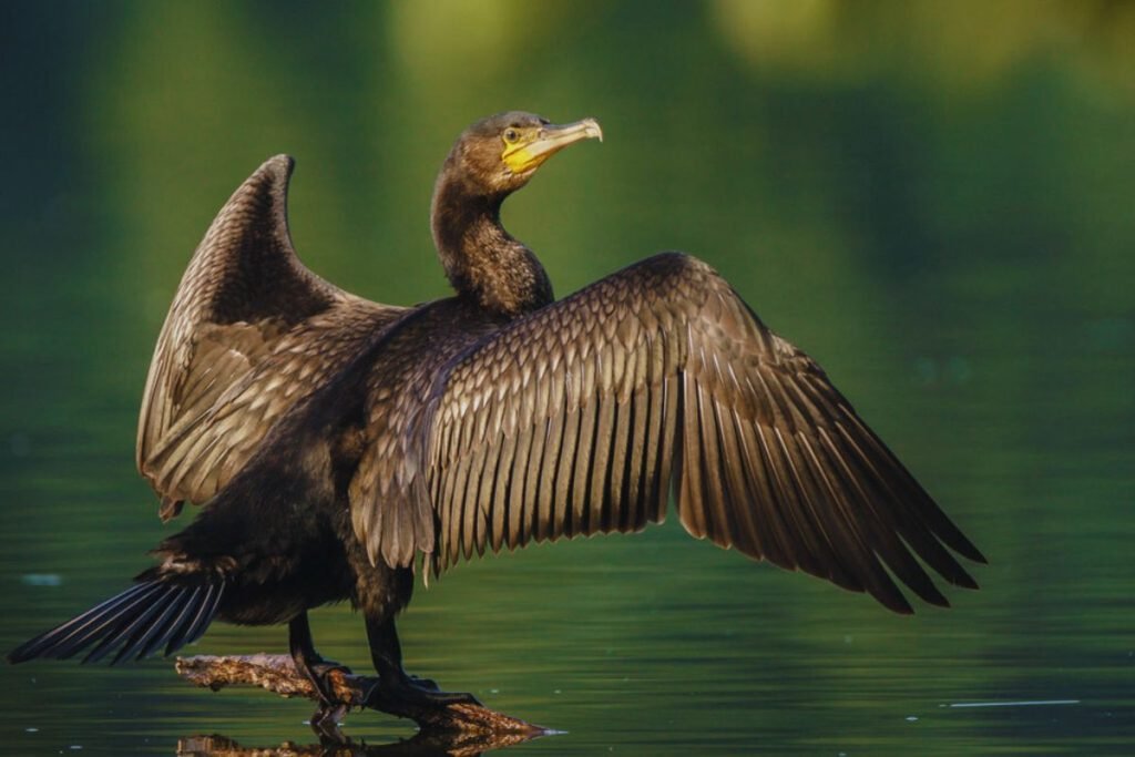 Great Cormorant