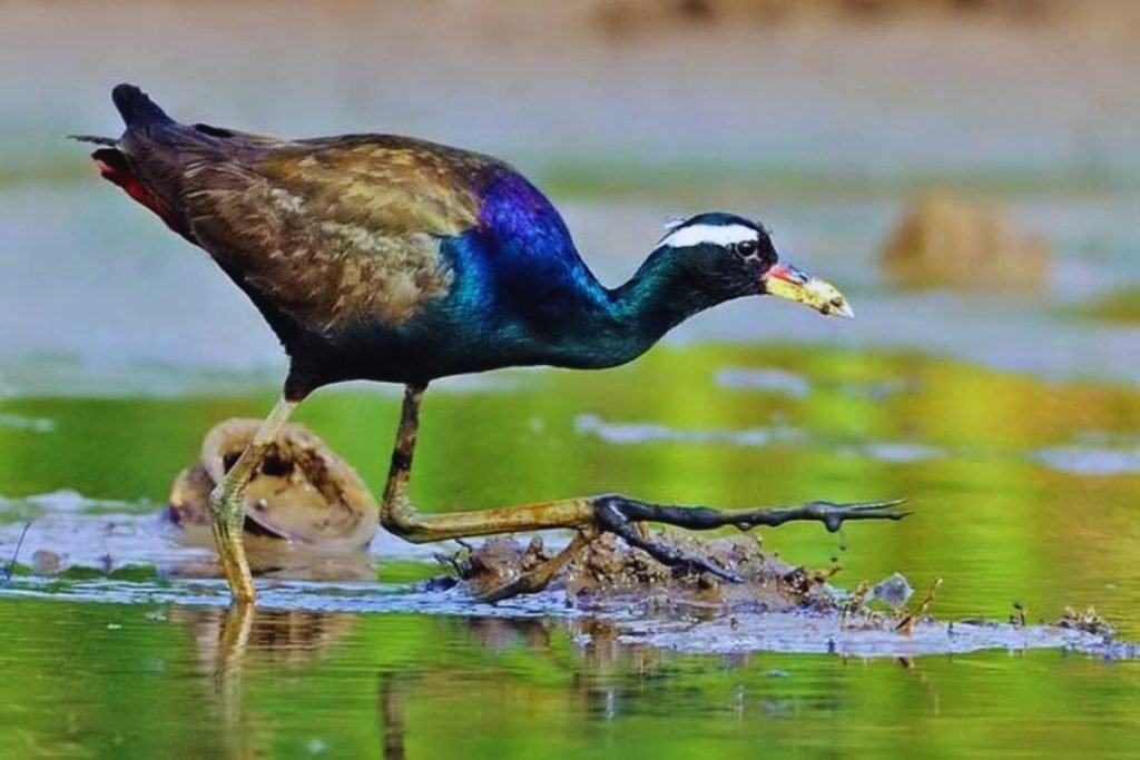 Bronze-winged Jacana Rajaji National Park