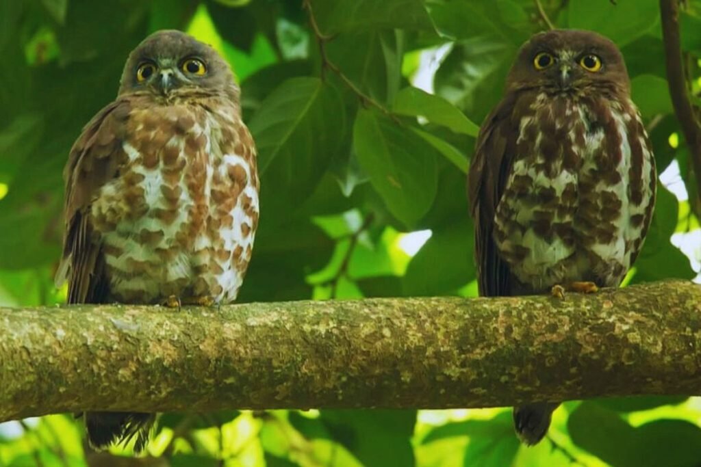 Brown Hawk-Owl in Rajaji National Park