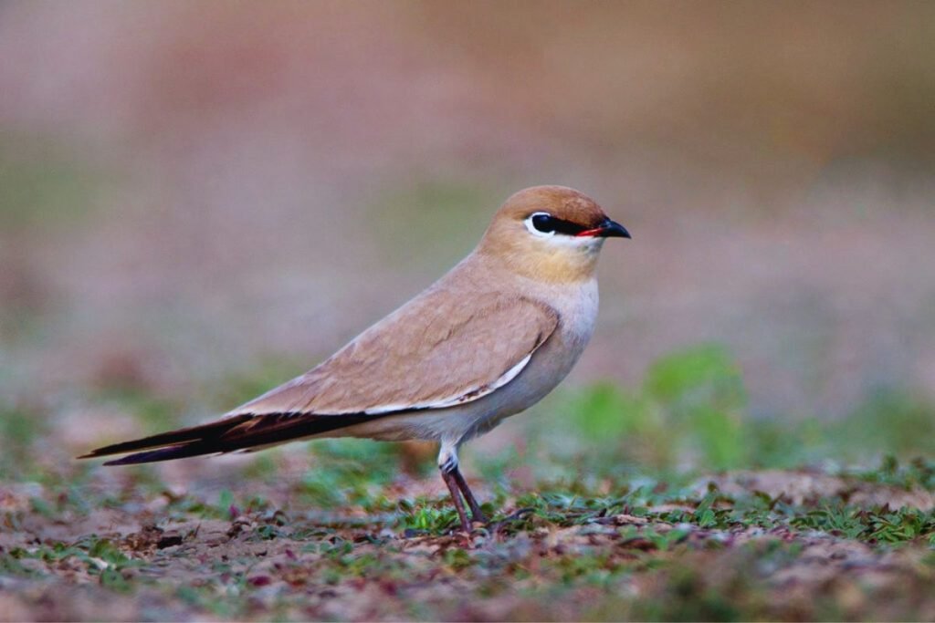 Small Pratincole