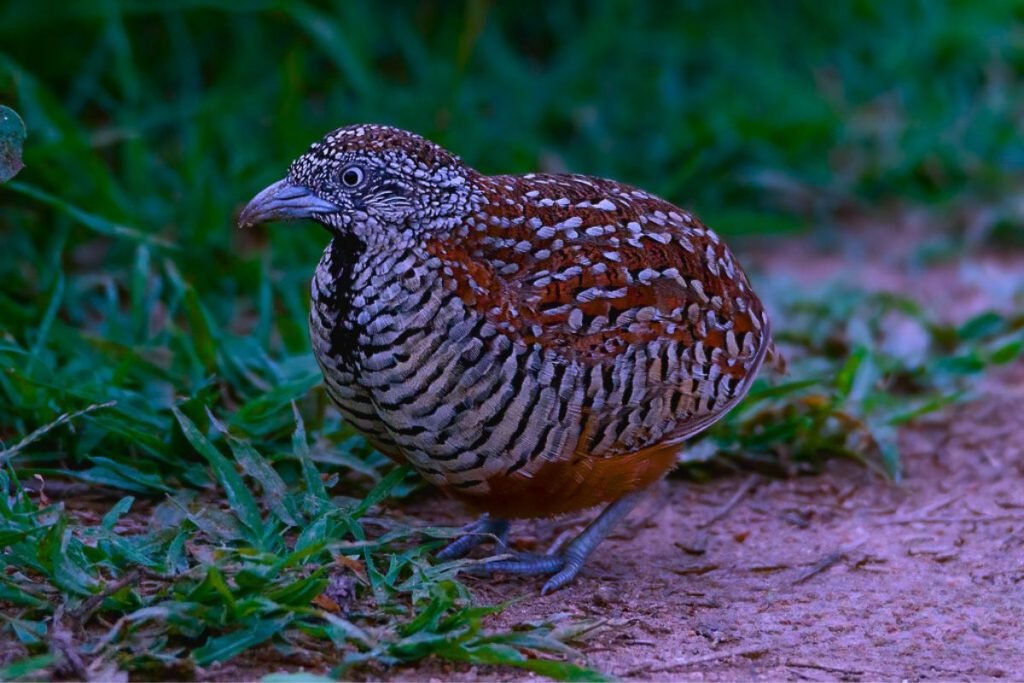 Barred Buttonquail