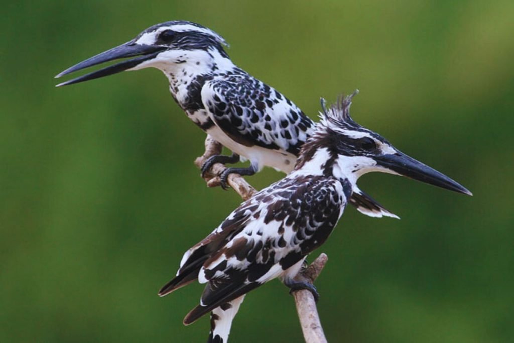 Pied Kingfisher