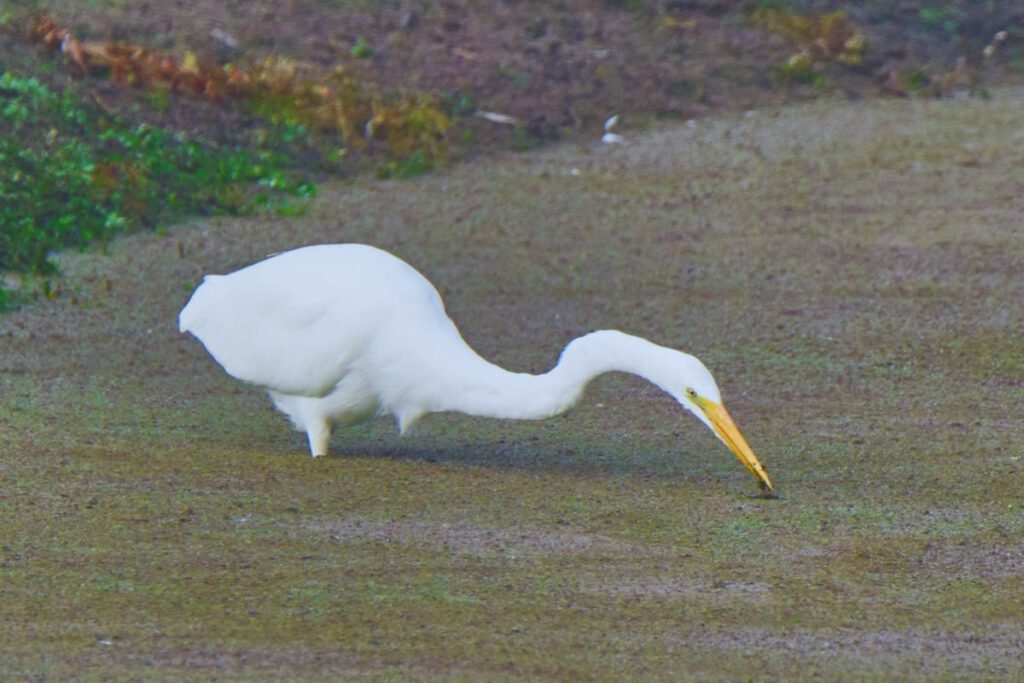 Herons and Allies