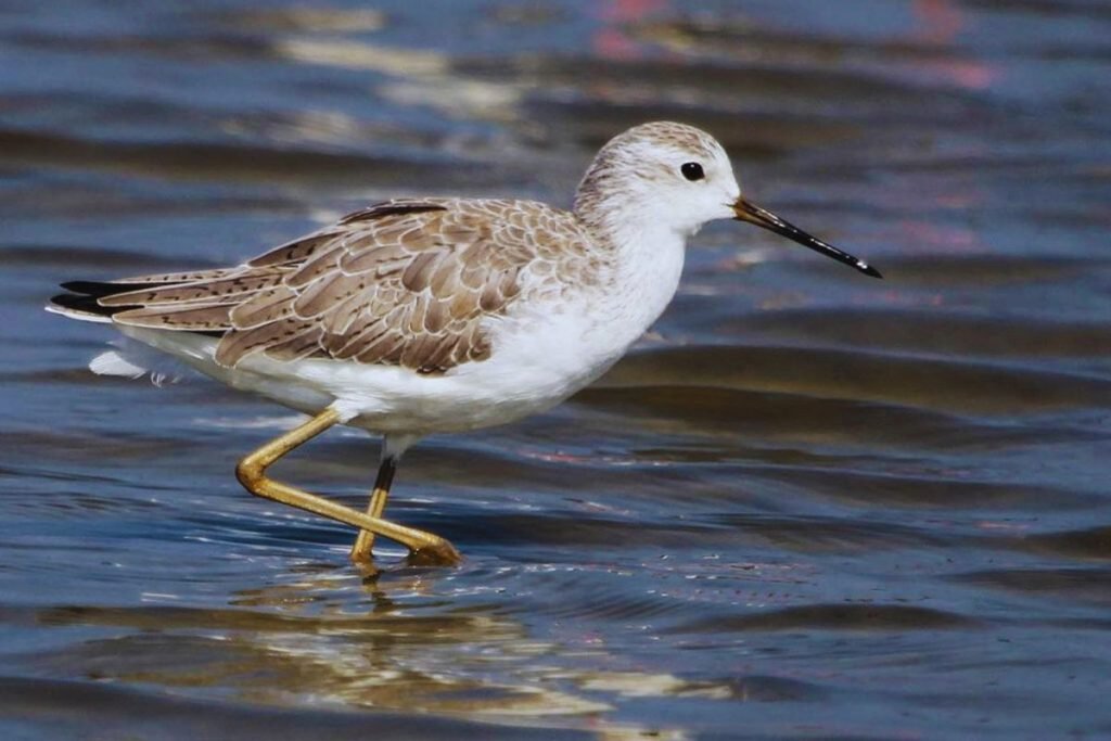 Marsh Sandpiper