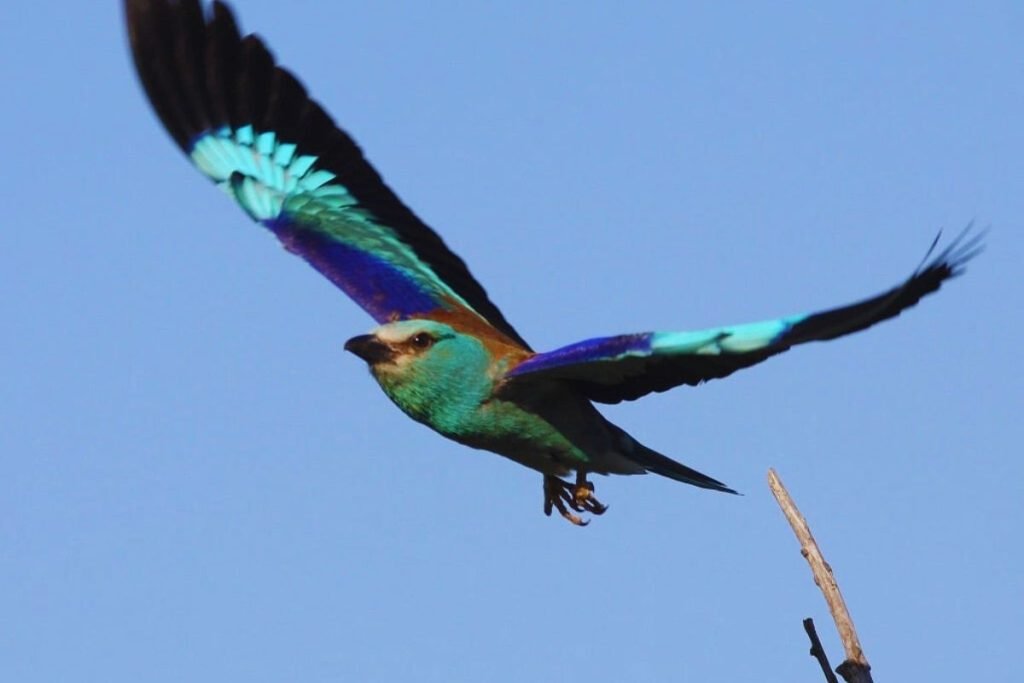 European Roller