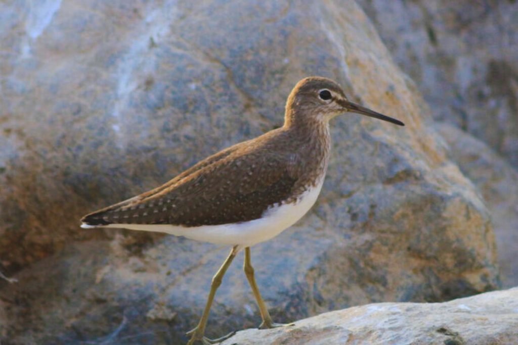 Green Sandpiper in  Rajaji National Park
