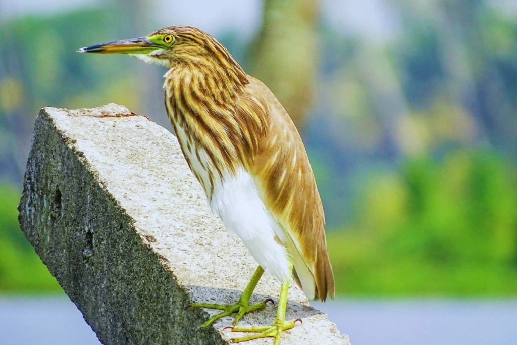 Indian Pond-Heron