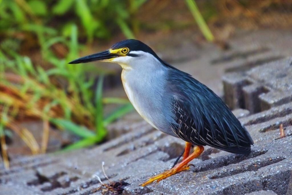 Striated Heron