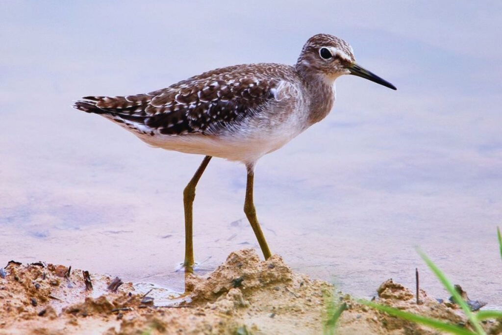 Wood Sandpiper in Rajaji National Park