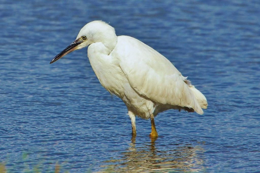 Little Egret
