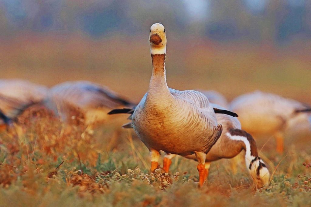 Bar-headed Goose