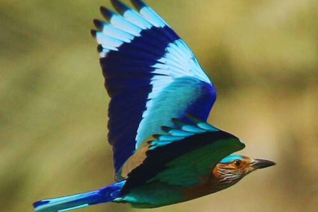 Indian Roller in Rajaji National Park
