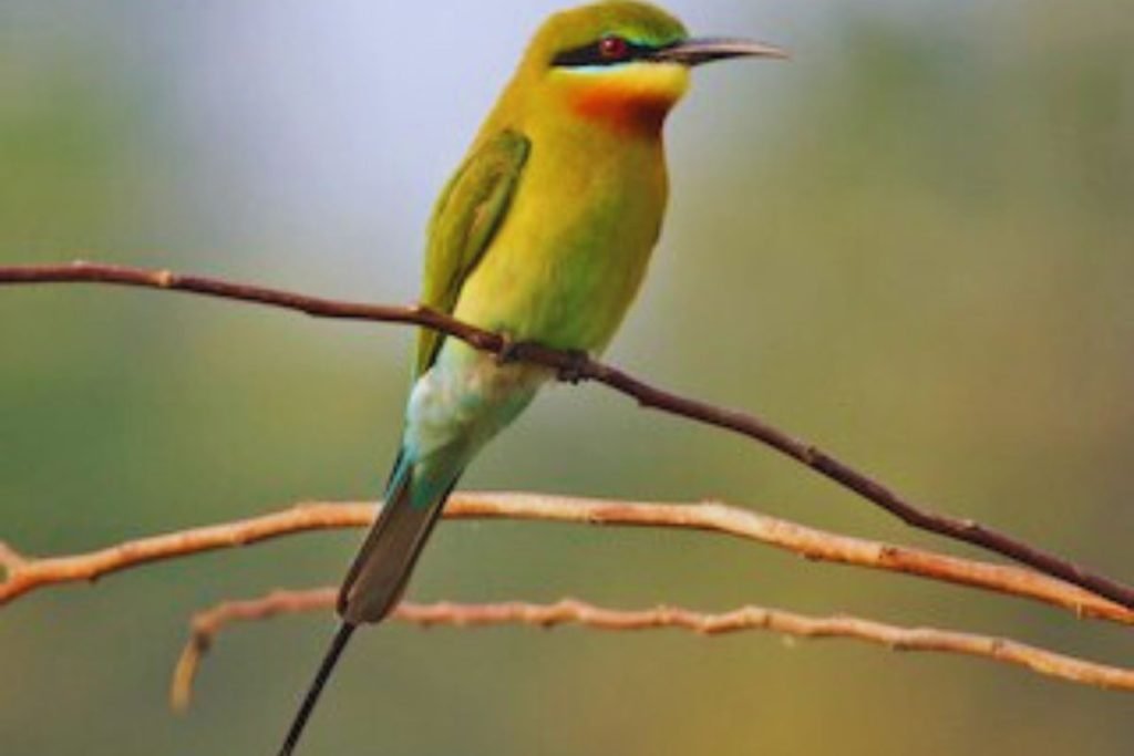 Blue-tailed Bee-eaters