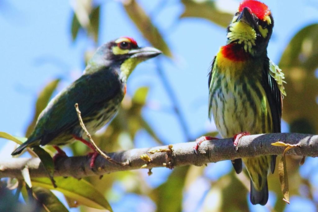 Coppersmith Barbet in Rajaji National Park