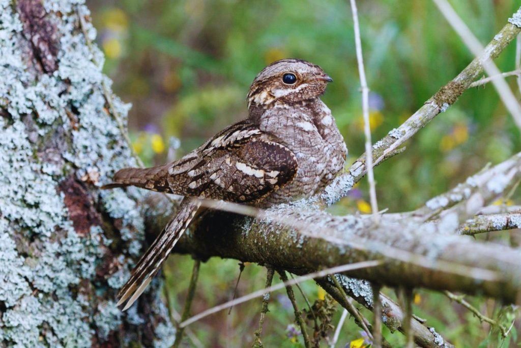 Nightjars in Rajaji
