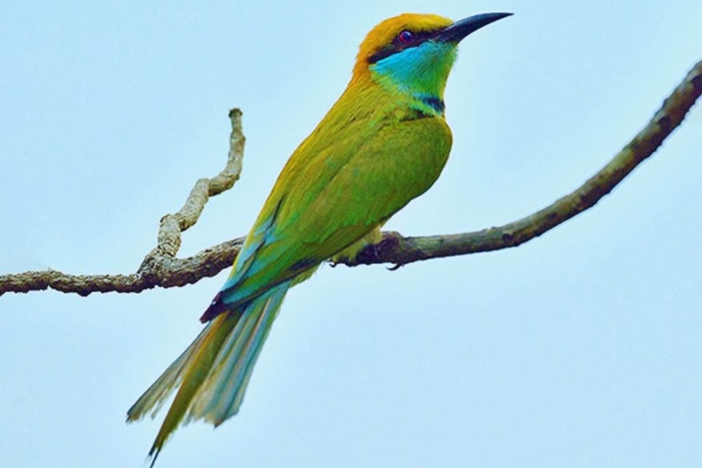 The Asian Green Bee-eater in Rajaji National Park