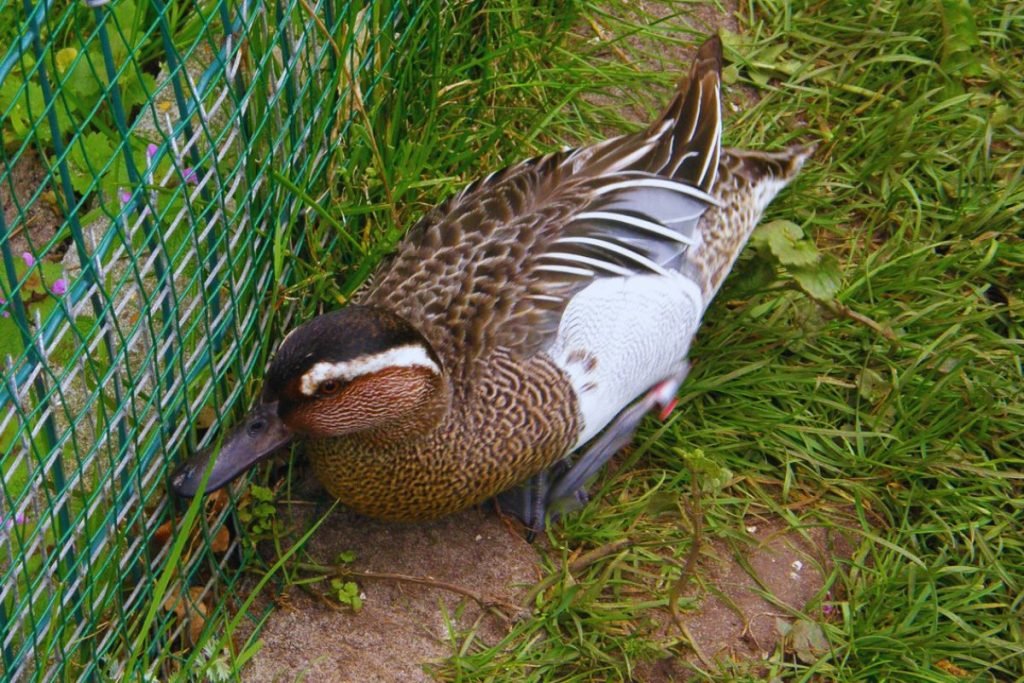 Garganey