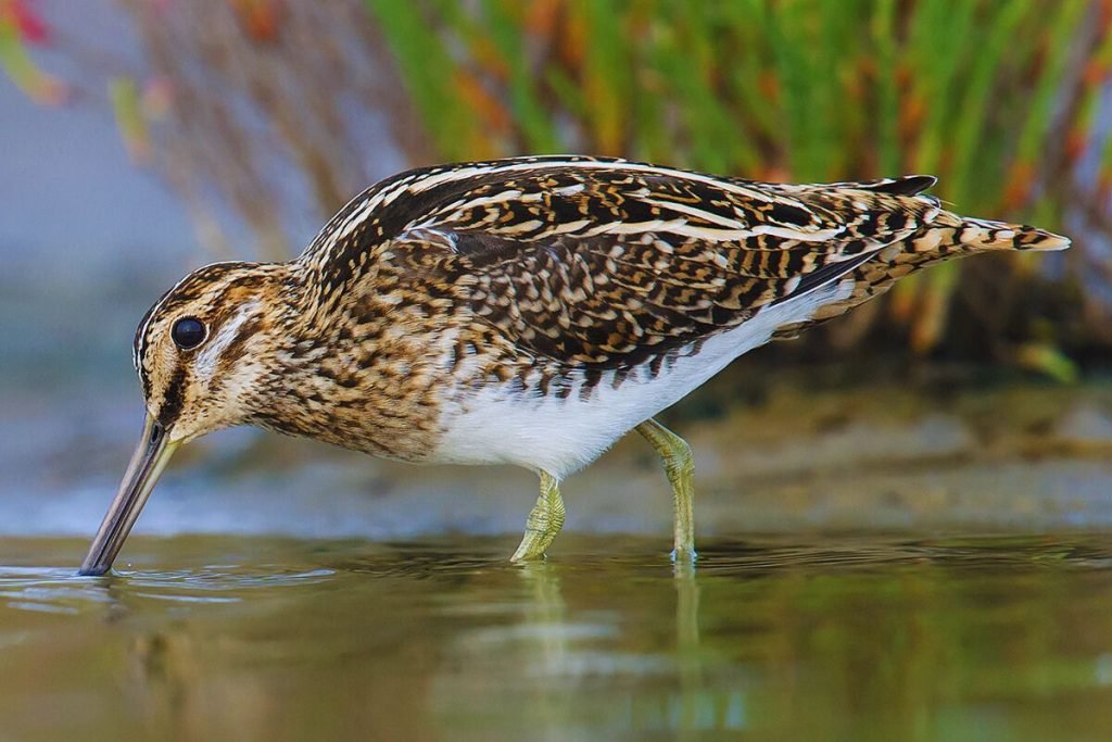 Common Snipe in Rajaji National Park